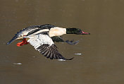 会飞的公秋鲱(Mergus merganser)