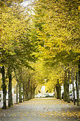 秋天的时候，在城市里，美丽的小路。