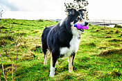 边境牧羊犬被禁止放牧