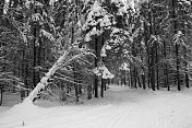 冬天的云杉森林，地上和树上都覆盖着雪。