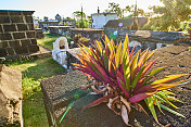 一株生长在坟墓上的热带植物，圣保罗-留尼汪岛