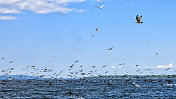 纽约州尚普兰湖，波涛汹涌的水域，鸟儿从船上飞起