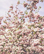 在树枝上开着粉红色的花