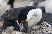 福克兰群岛上的鸬鹚在喂养一只雏鸟