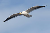 福克兰群岛上飞行的海带海鸥