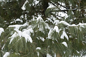 白雪皑皑的松树枝