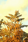 秋天干燥的棕色蕨类植物