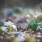 冬后在新鲜的棕色土地上的一小群雪花莲[雪花莲]