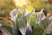 菜花植物叶子上