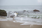 大海附近的大海鸥