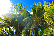 博拉博拉塔希提岛棕榈树