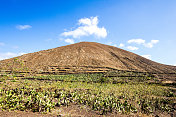 火山guaitza仙人掌lanzarote