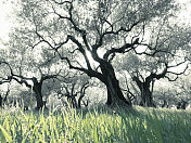 田野里的橄榄树在长草