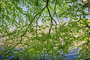 山毛榉的树叶垂在湖边