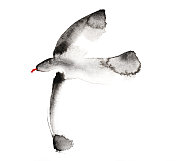 水彩画海鸥在白色的背景