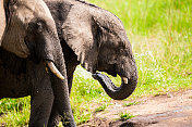 小象和小象在野外饮水