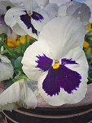 一个白色和紫色的三色堇盛开在春天的花盆的特写
