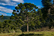 Urubici, Santa Catarina，巴西- araucarias，田野和山脉