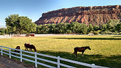 马牧场和白色篱笆下的罗克维尔Mesa沿着维珍河罗克维尔犹他州