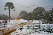 巴西圣卡塔琳娜的乌鲁比西农场被雪冻住了