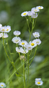 小白雏菊野花