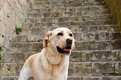 圣吉米尼亚诺的拉布拉多寻回犬