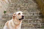 圣吉米尼亚诺的拉布拉多寻回犬