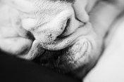 睡觉的斗牛犬-特写肖像
