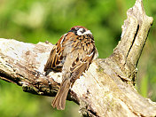 树雀梳理(Passer montanus)