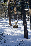 科罗拉多深雪中的母骡鹿