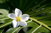 单瓣白色鸡蛋花，生于热带叶上