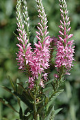 speedwell, Veronica longifolia，花