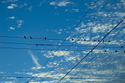 鸟儿栖息在电线上