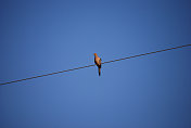 鸟在电线上
