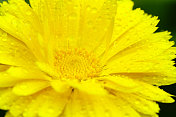 黄色的金盏花与雨滴