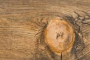 木节孔细节，自然图案，特写，拷贝空间，暖色调