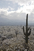 沙漠和雪地里的仙人掌