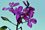 紫色诚实 - lunaria rediviva