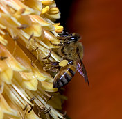 蜜蜂在寻找花蜜