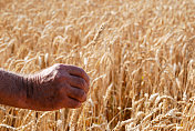农夫的手和小麦
