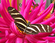 蝴蝶在粉红色的花上