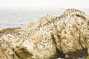 在加利福尼亚海岸筑巢的勃兰特鸬鹚