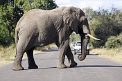 南非克鲁格公园的非洲象