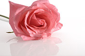 单瓣粉红色玫瑰色反光花
