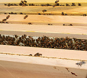 蜜蜂农场
