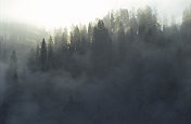 透过树和雾的光线