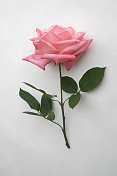 柔软和甜蜜的大开淡粉色玫瑰茎