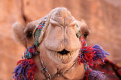 可爱的骆驼脸