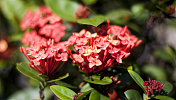 夏威夷的Ixora Flowers