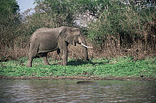 Elephant in Selous